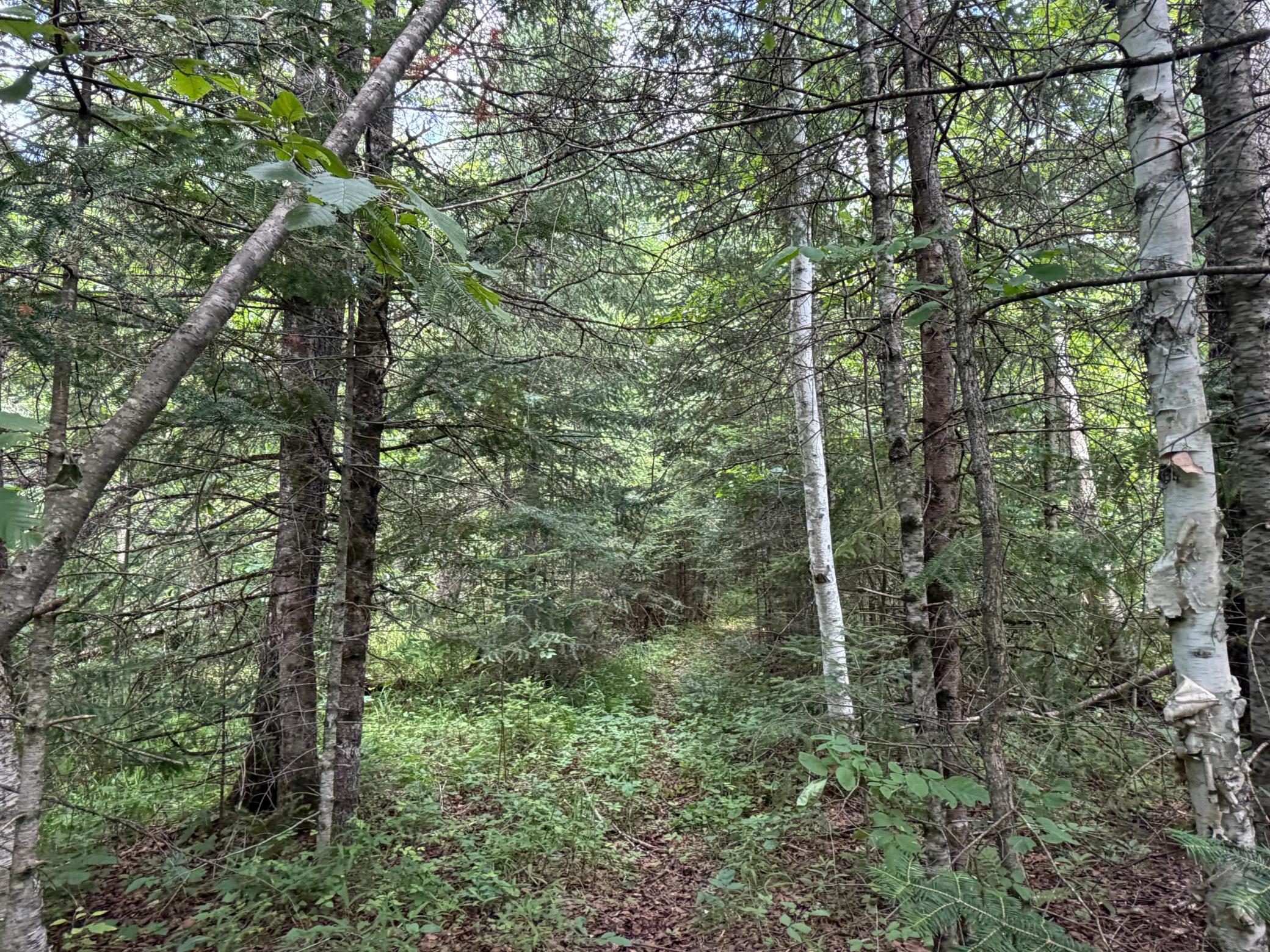 trail