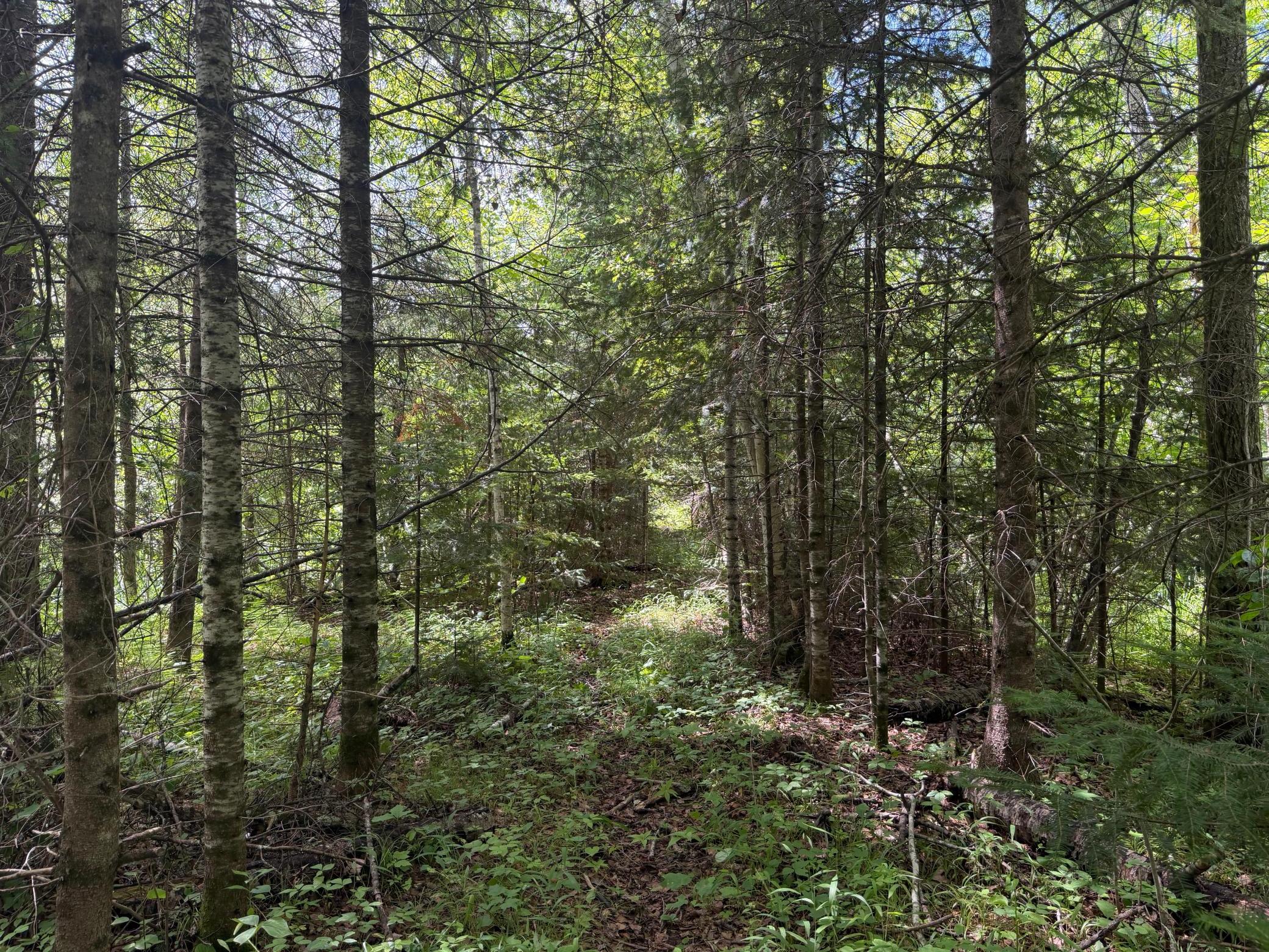 trail
