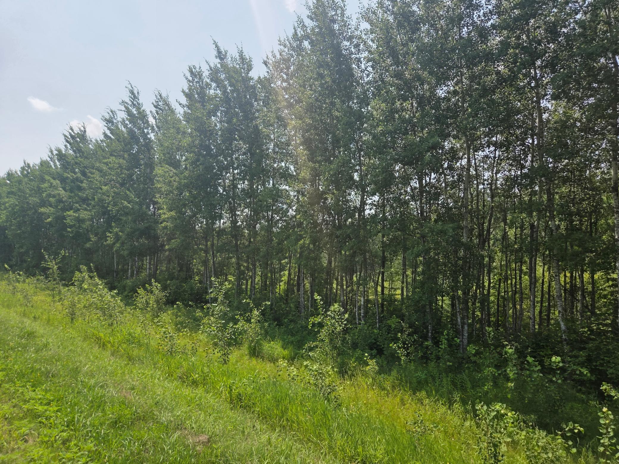 County Road 53 E County Road 53, Mizpah, MN 56660