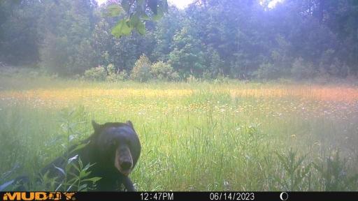 Bear4.jpg
