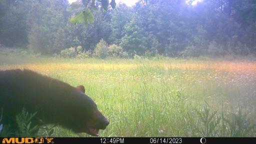 Bear3.jpg