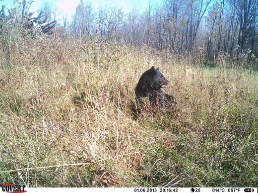 Bear5.jpg