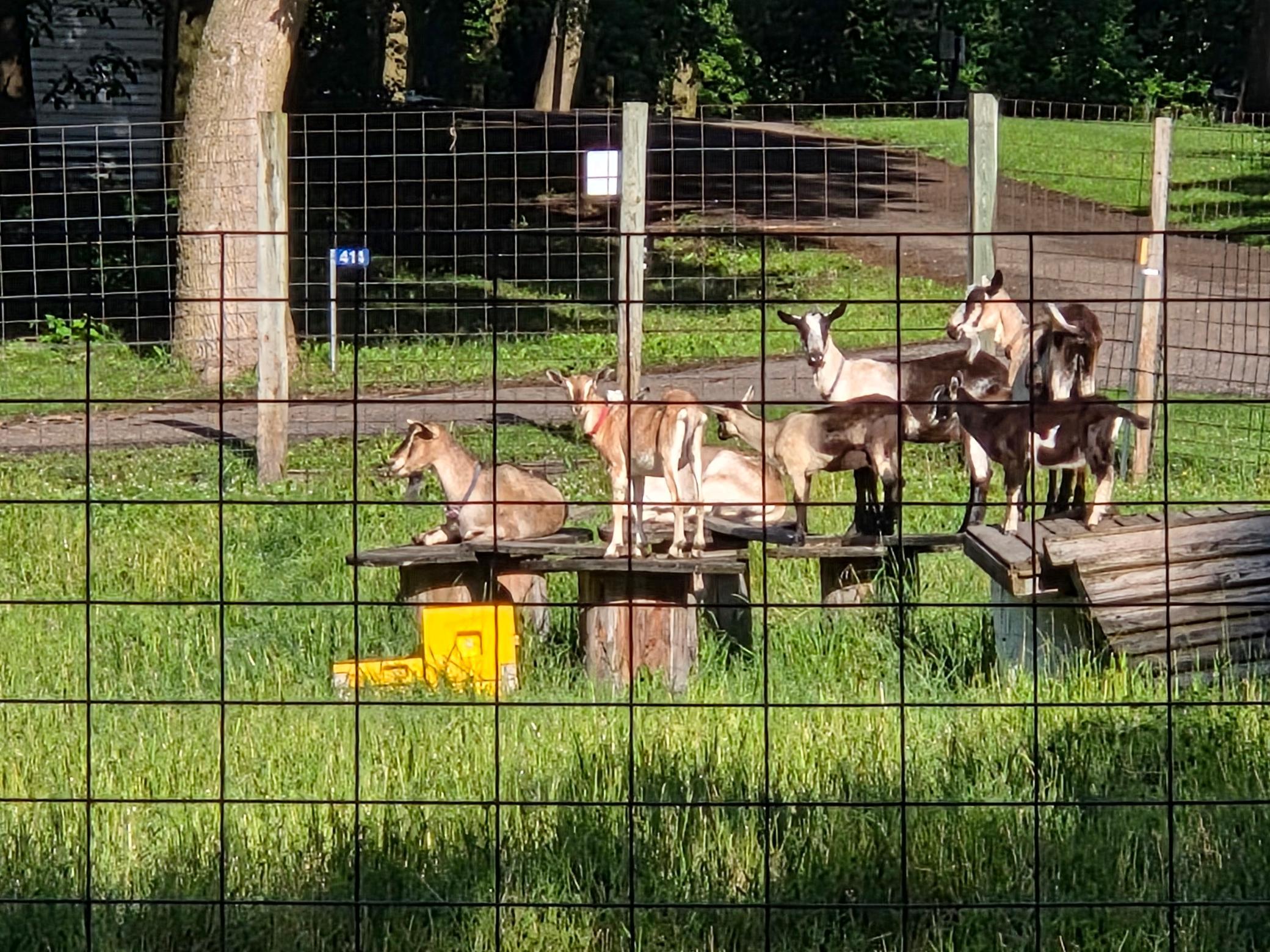 Enjoy a few minutes at the Animal Park.