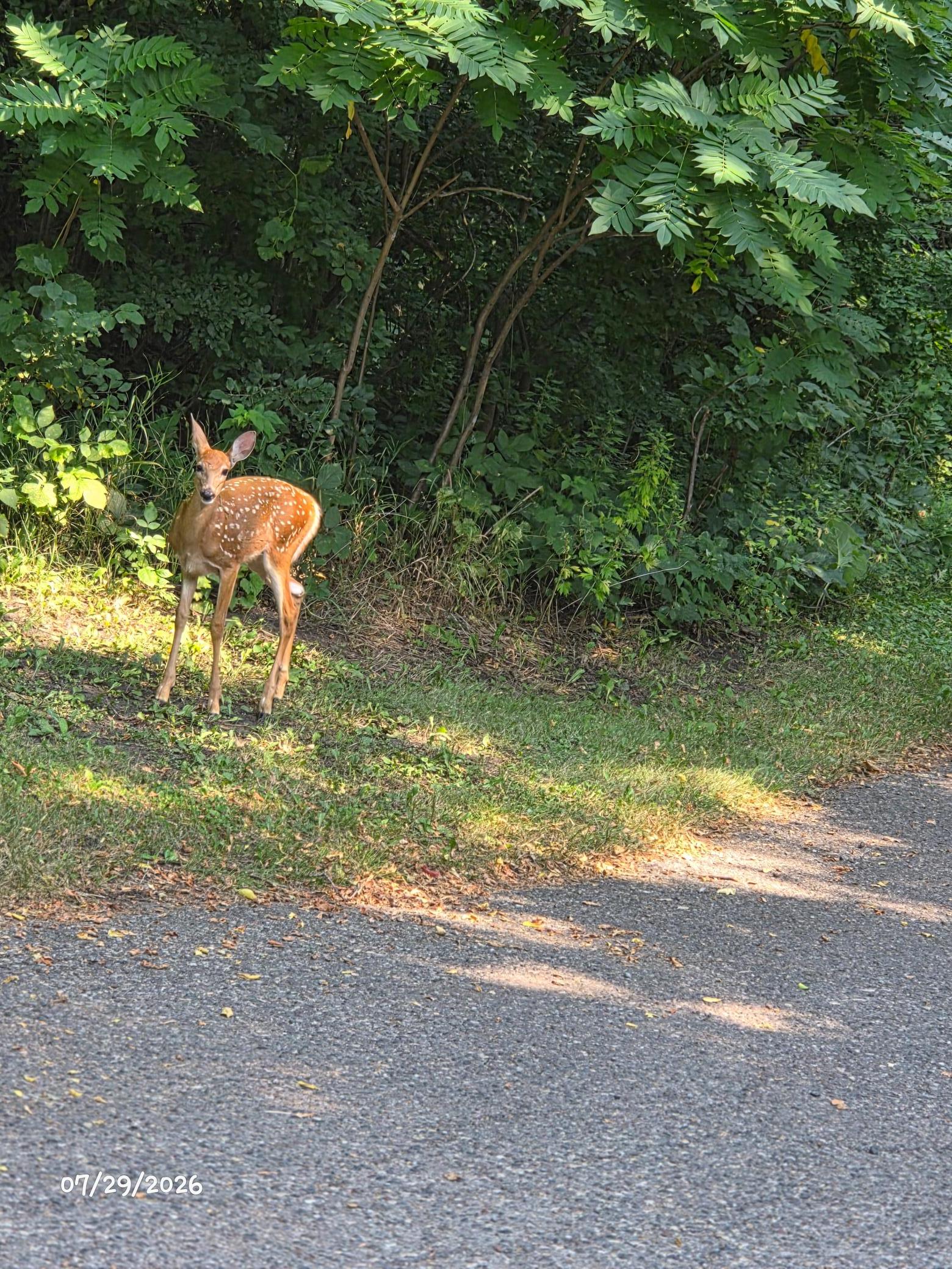 Greeting you at the entry, or perhaps waving good bye, see you later!