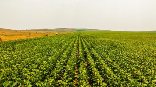TBD Sec 35 31 St Se Lot 8, ND 58639