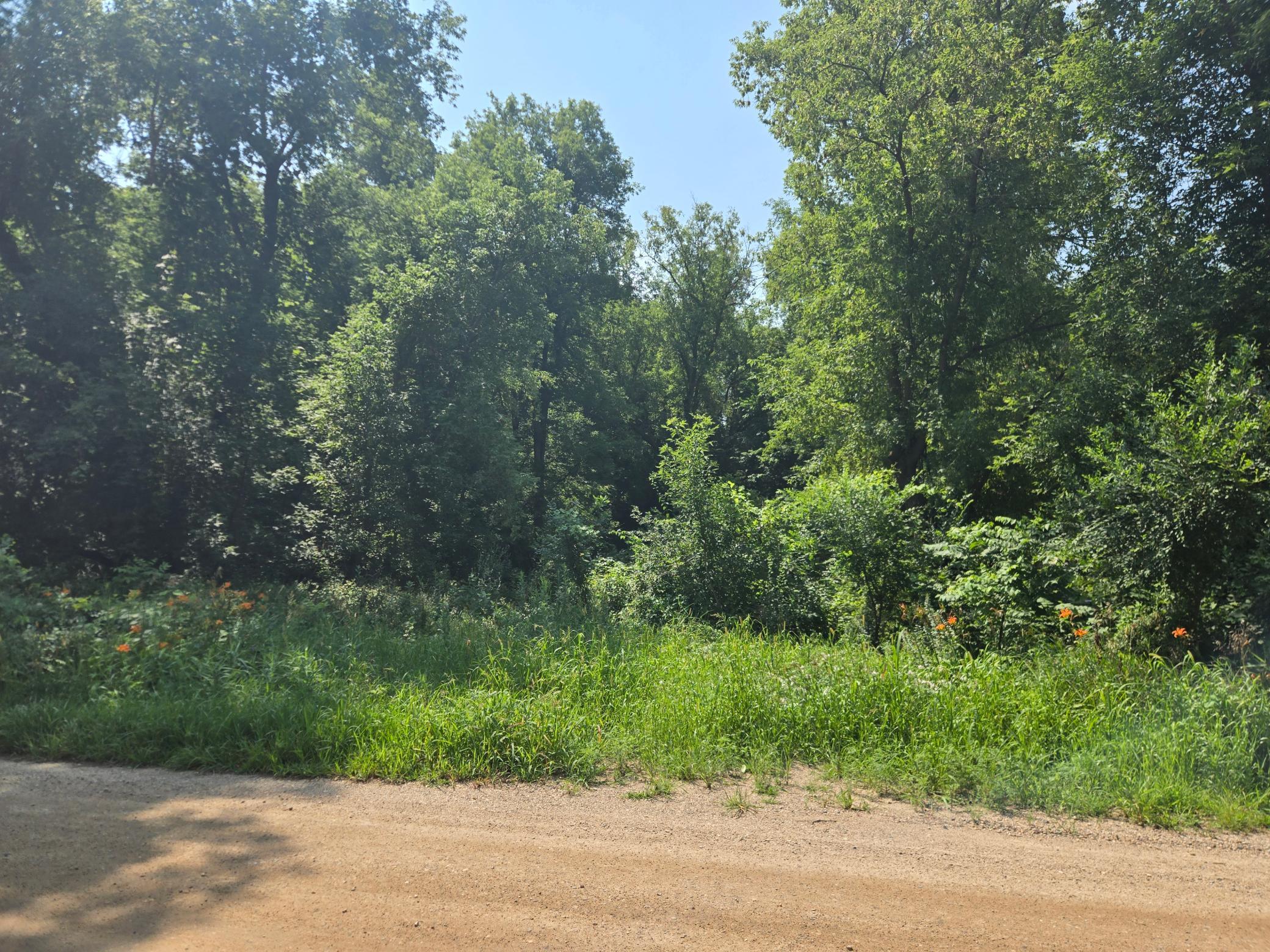Another look in at the wooded lot