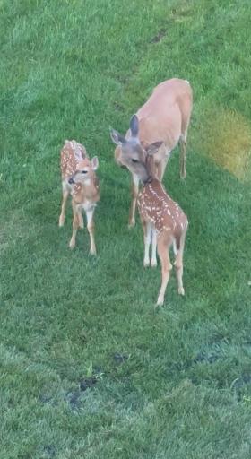 Deer.jpg