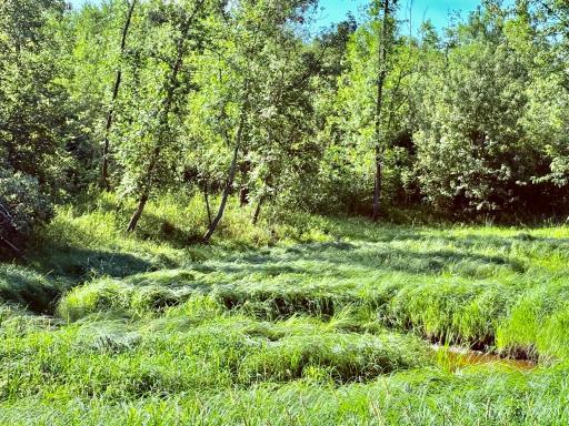 Creek that runs through