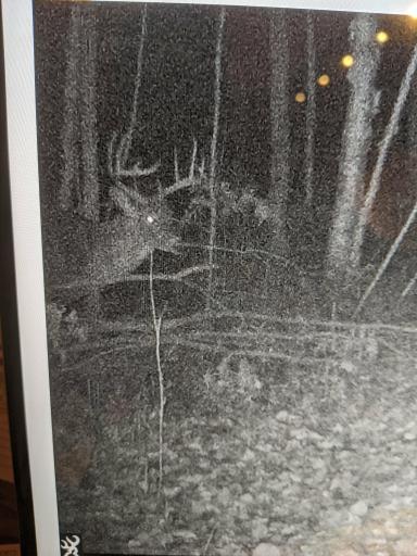 Some of the stunning wildlife that have been captured visiting the property!!!