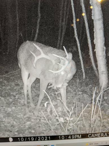 Some of the stunning wildlife that have been captured visiting the property!!!