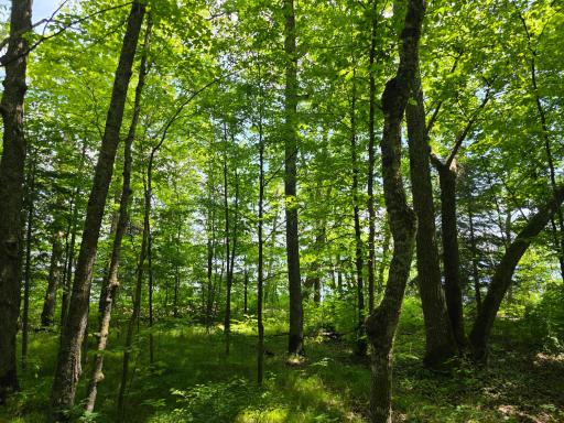 TBD N Moose Lake Road NE, Pennington, MN 56663