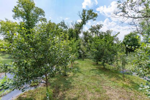 apple orchard