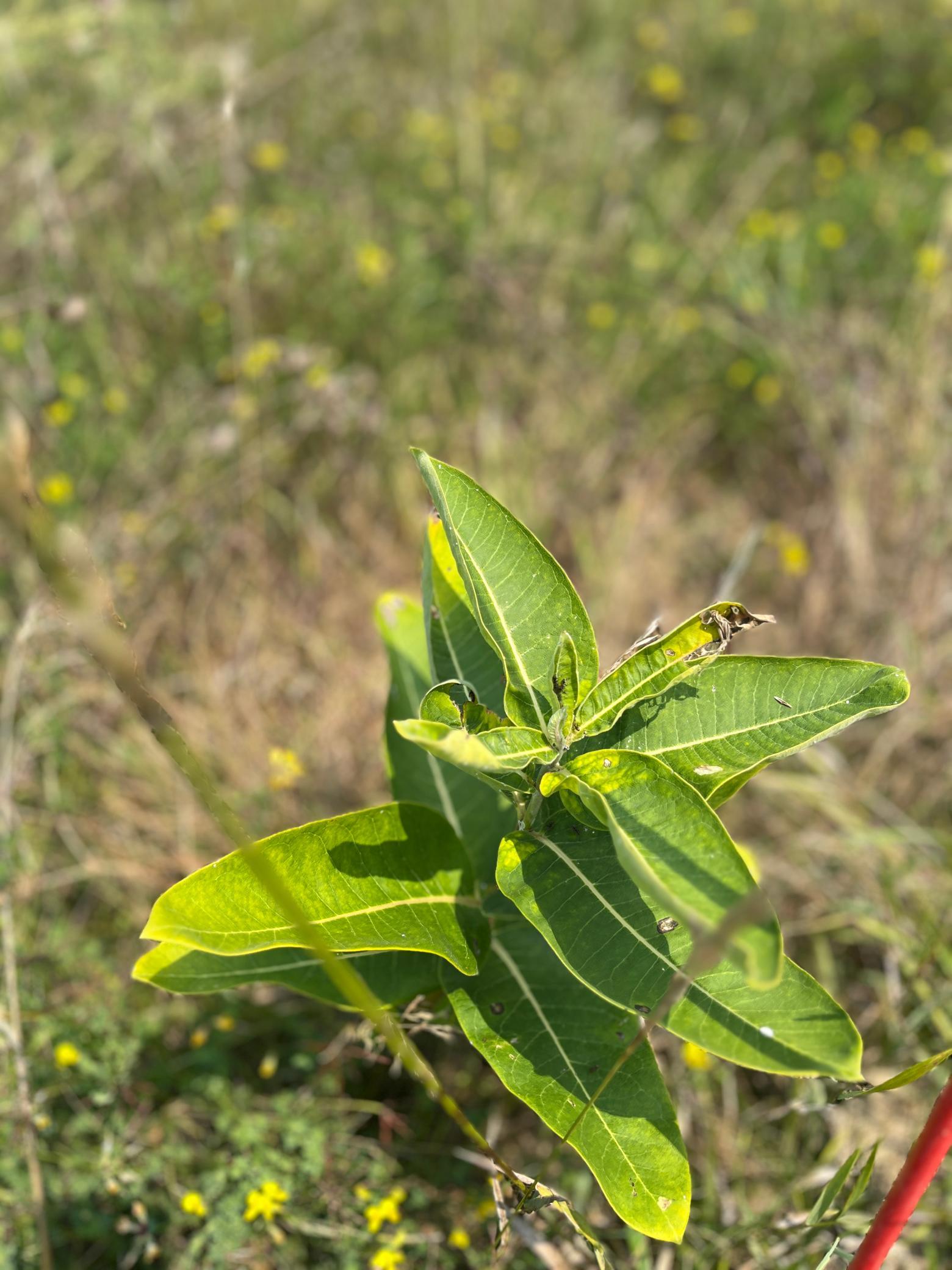 This lot has been undisturbed for quite some time. Native plants are healthy and thriving.