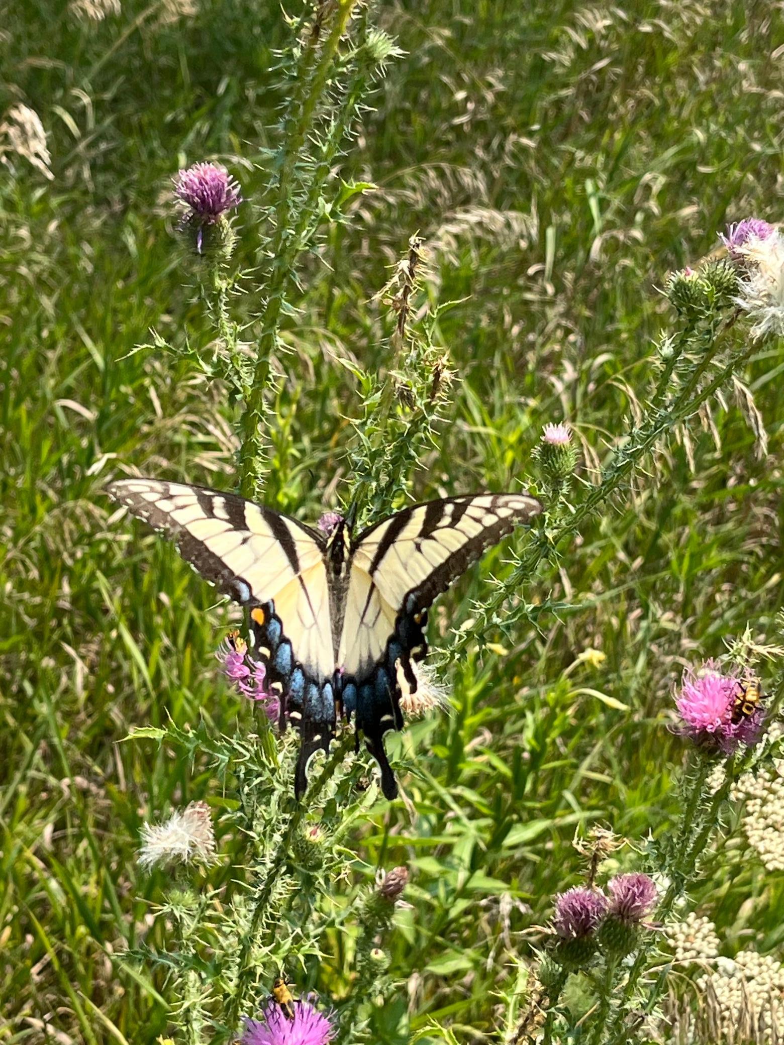 Pollinators and butterflies love this lot!