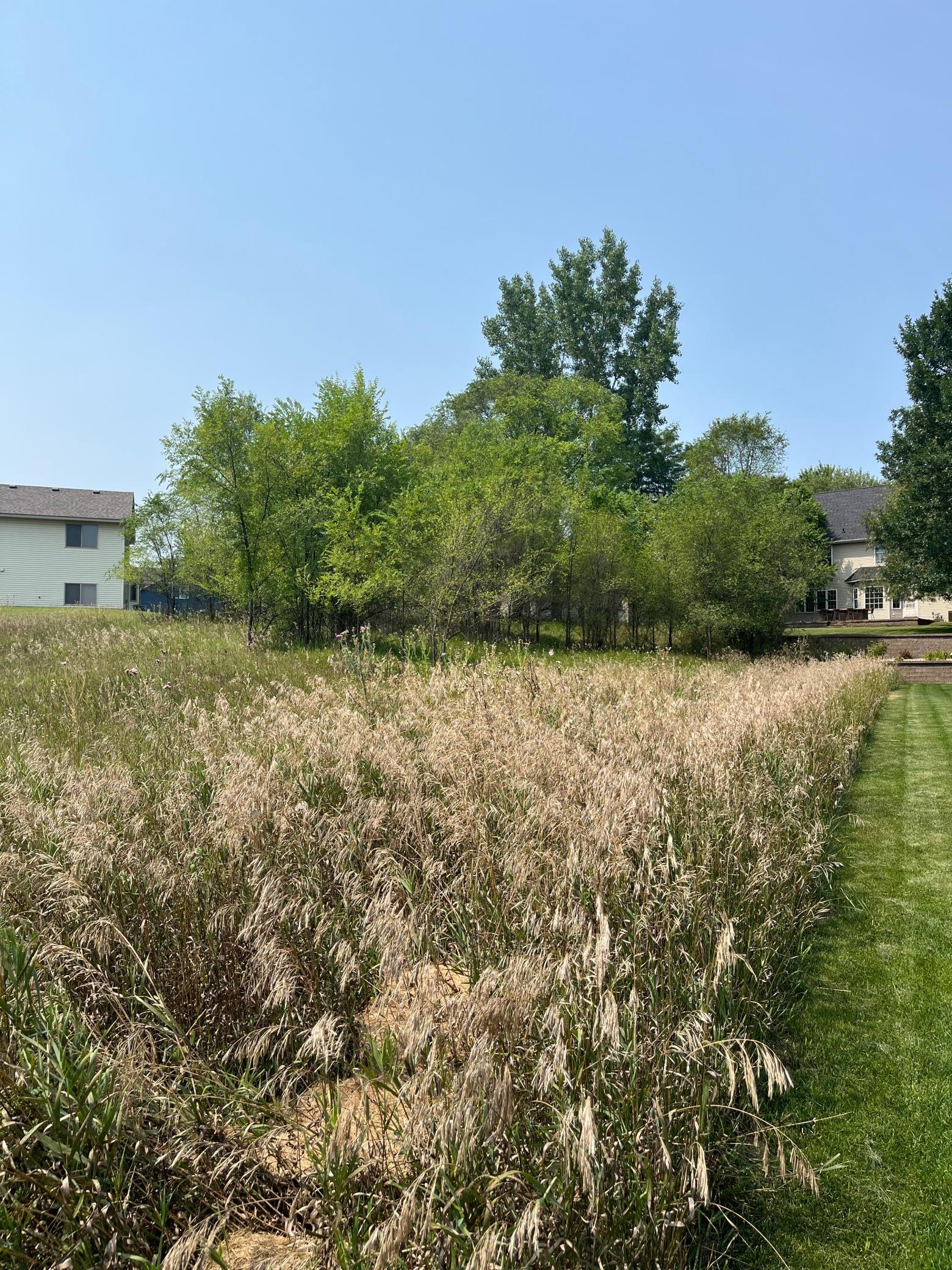 Beautiful mix of pasture for the build & trees for backyard privacy!
