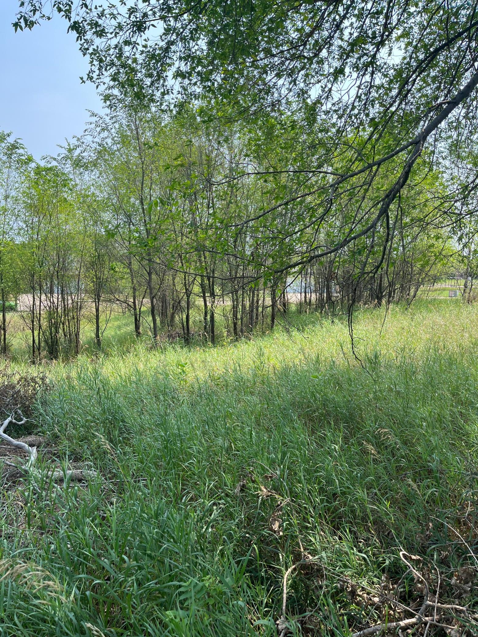 An inside view of the lot with a beautiful mixture of sun and shade towards the back end!