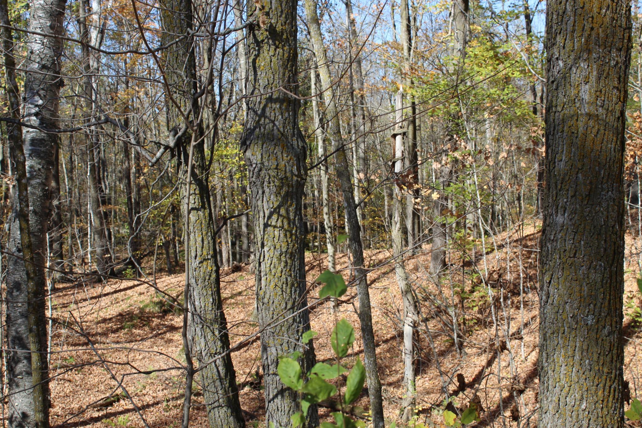 Property photo for TBD Woods Road, Isle, MN 56342