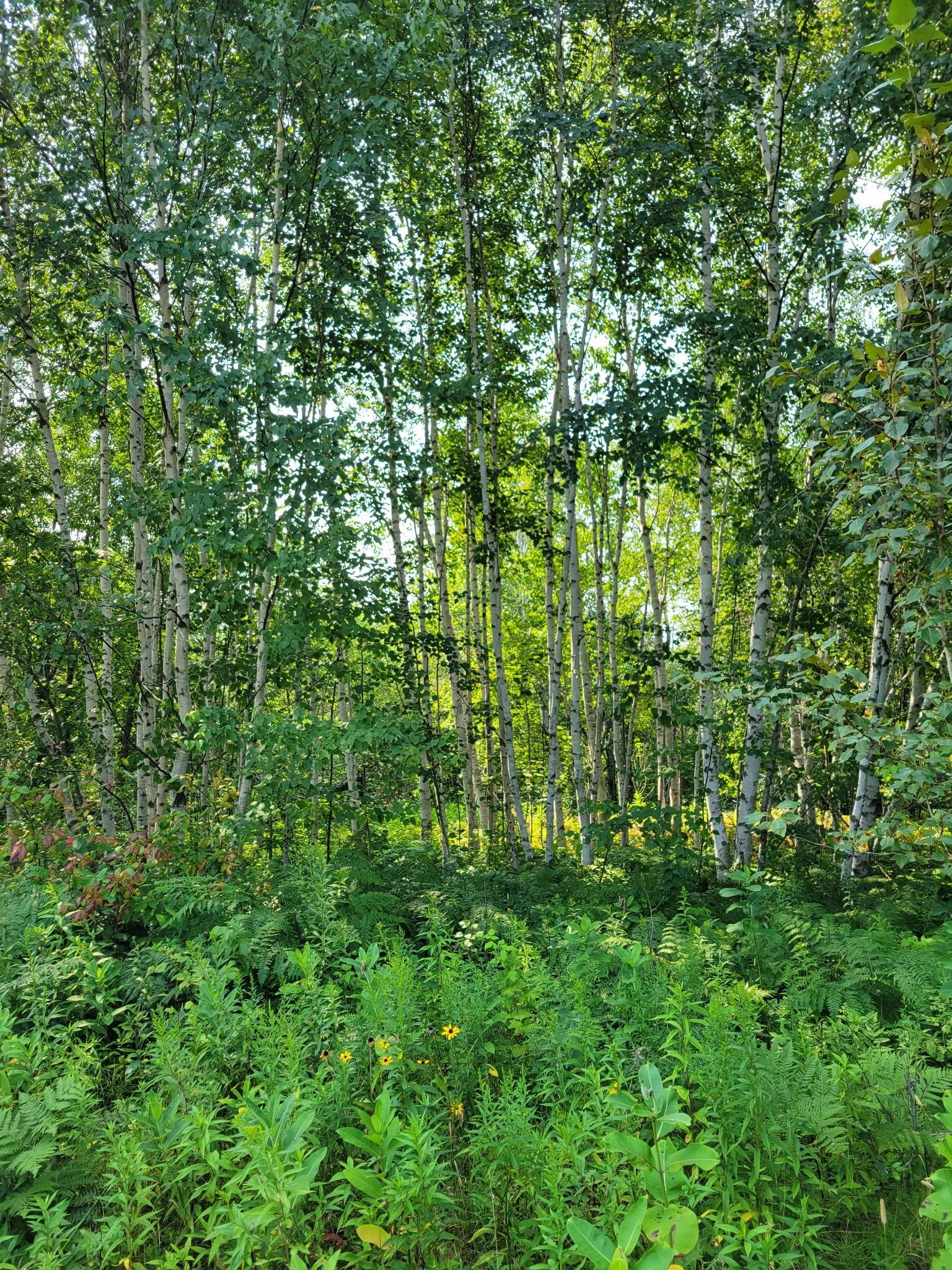 Brandon Rd
