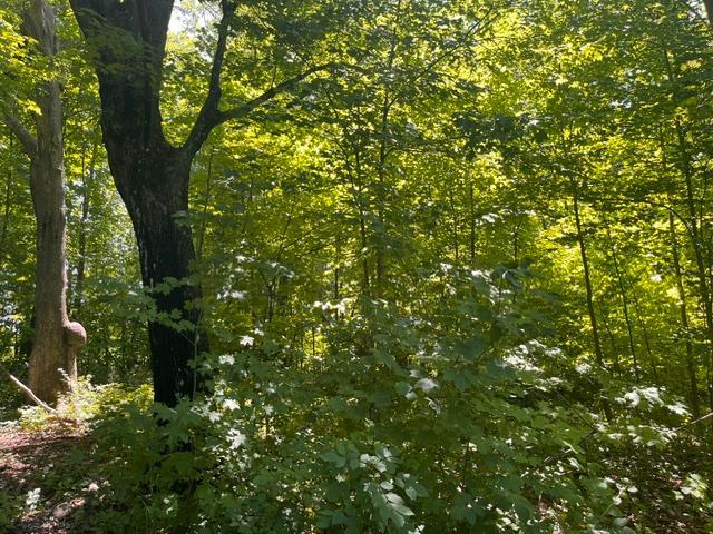 IMG_4180.jpeg