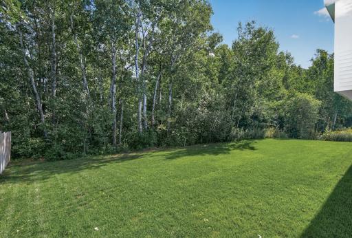 Wooded Backyard