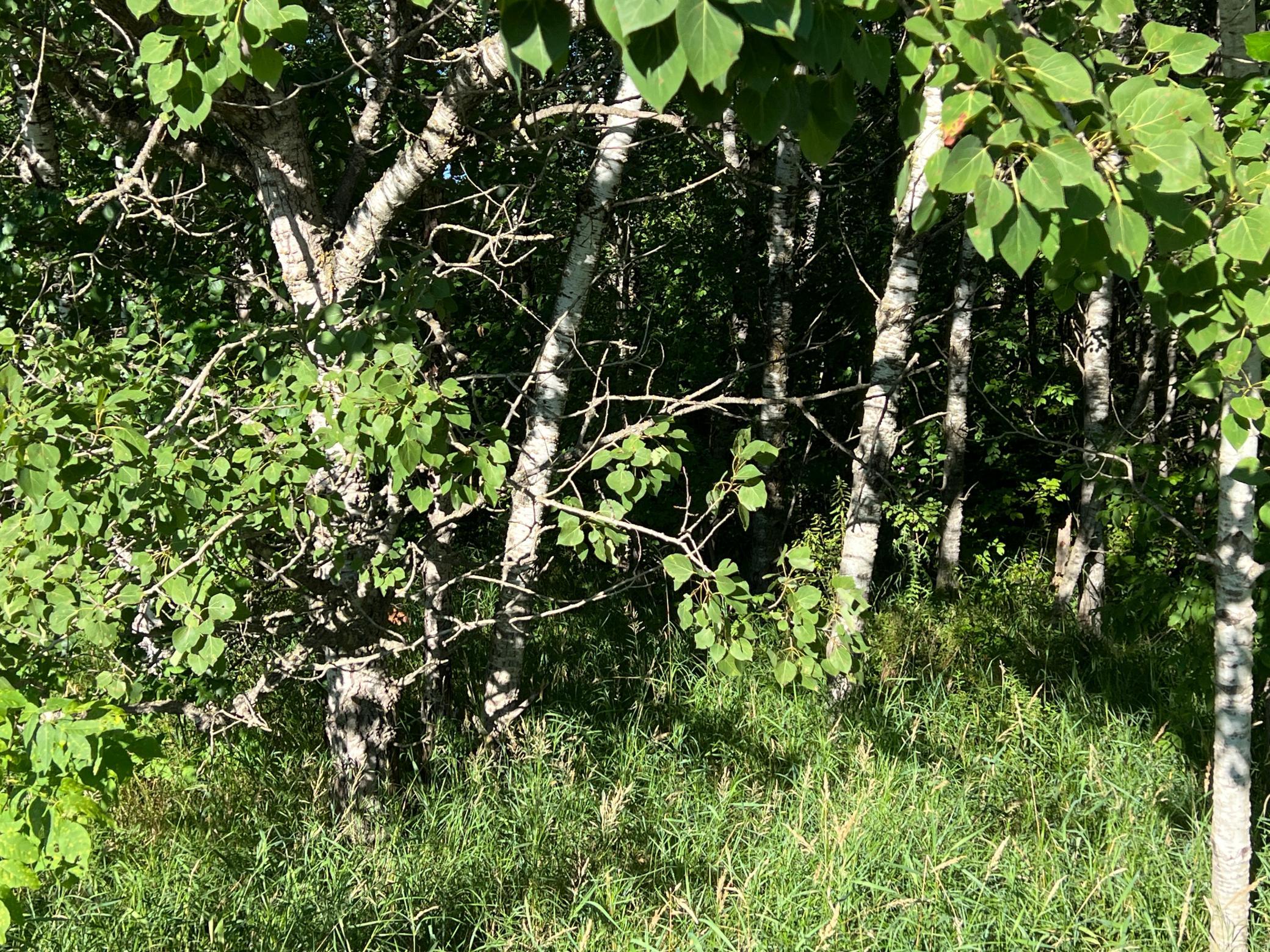 IMG_3890.JPG