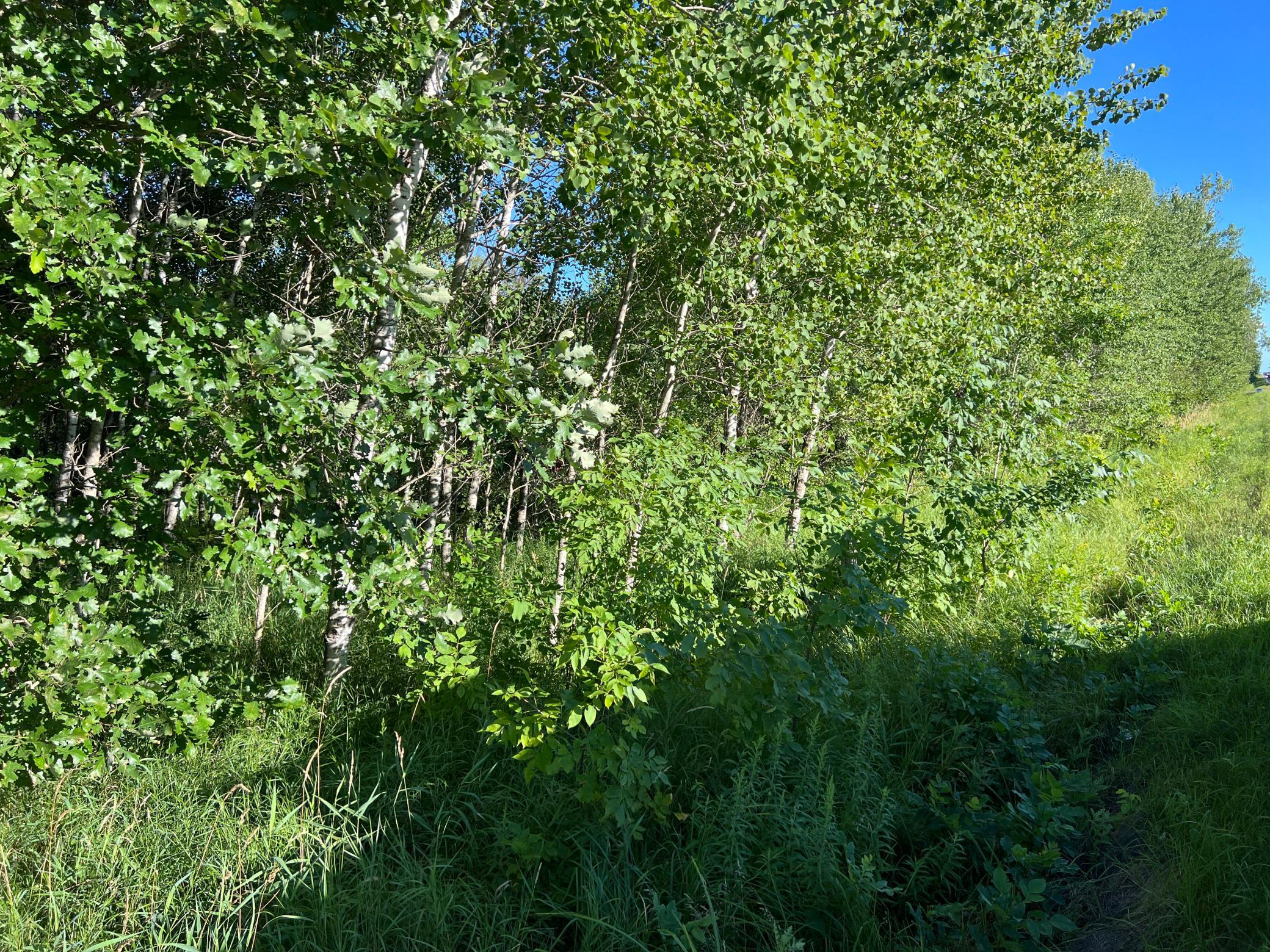 IMG_3889.JPG