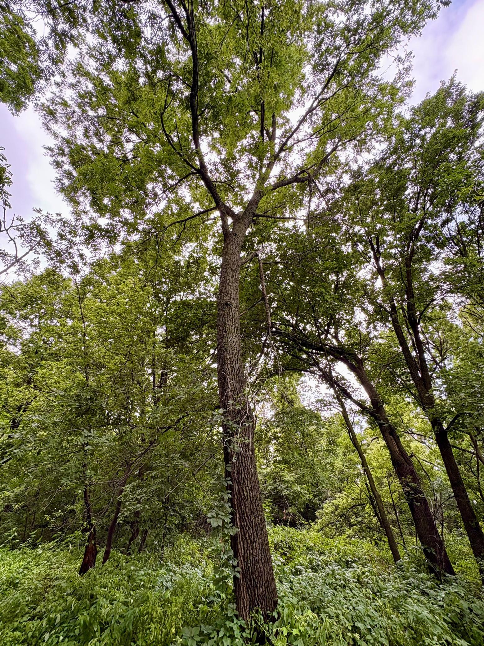 Several Black Walnut trees