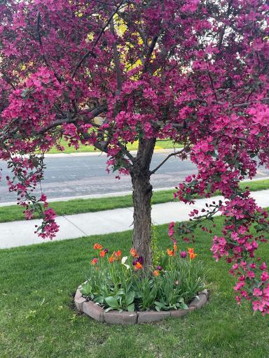 This beautiful pink tree blooms in the late Spring/early Summer in the front yard.