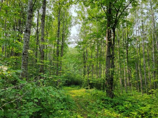 TBD Woodbury Drive, Wright, MN 55798
