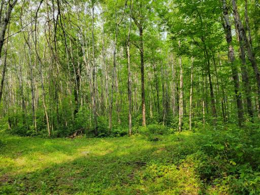 TBD Woodbury Drive, Wright, MN 55798