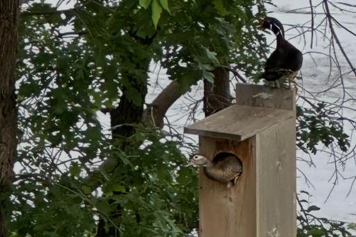 Sit and watch wood ducks from chairs in your back yard