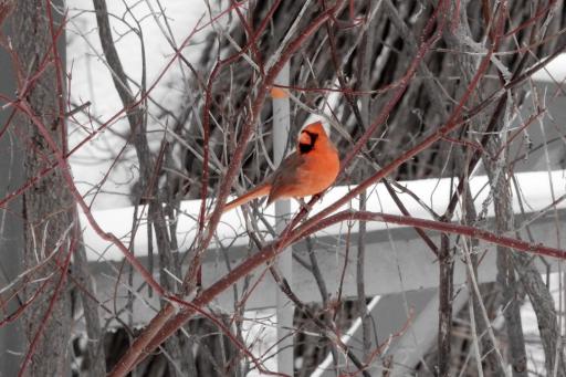 Wildlife abounds in your own back yard