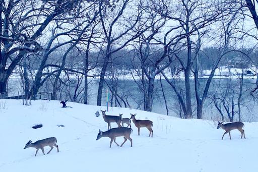 Deer surprise you at all times of the year