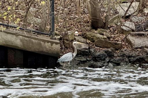 Heron sightings are not uncommon