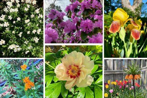 Beautiful flowers bloom throughout the seasons