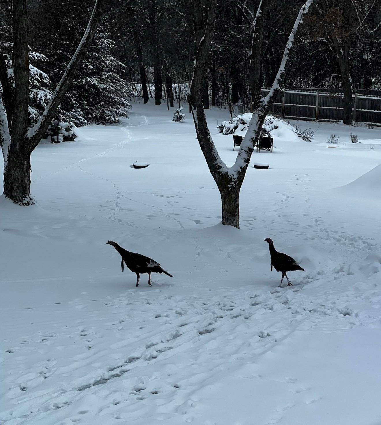Gobble Gobble