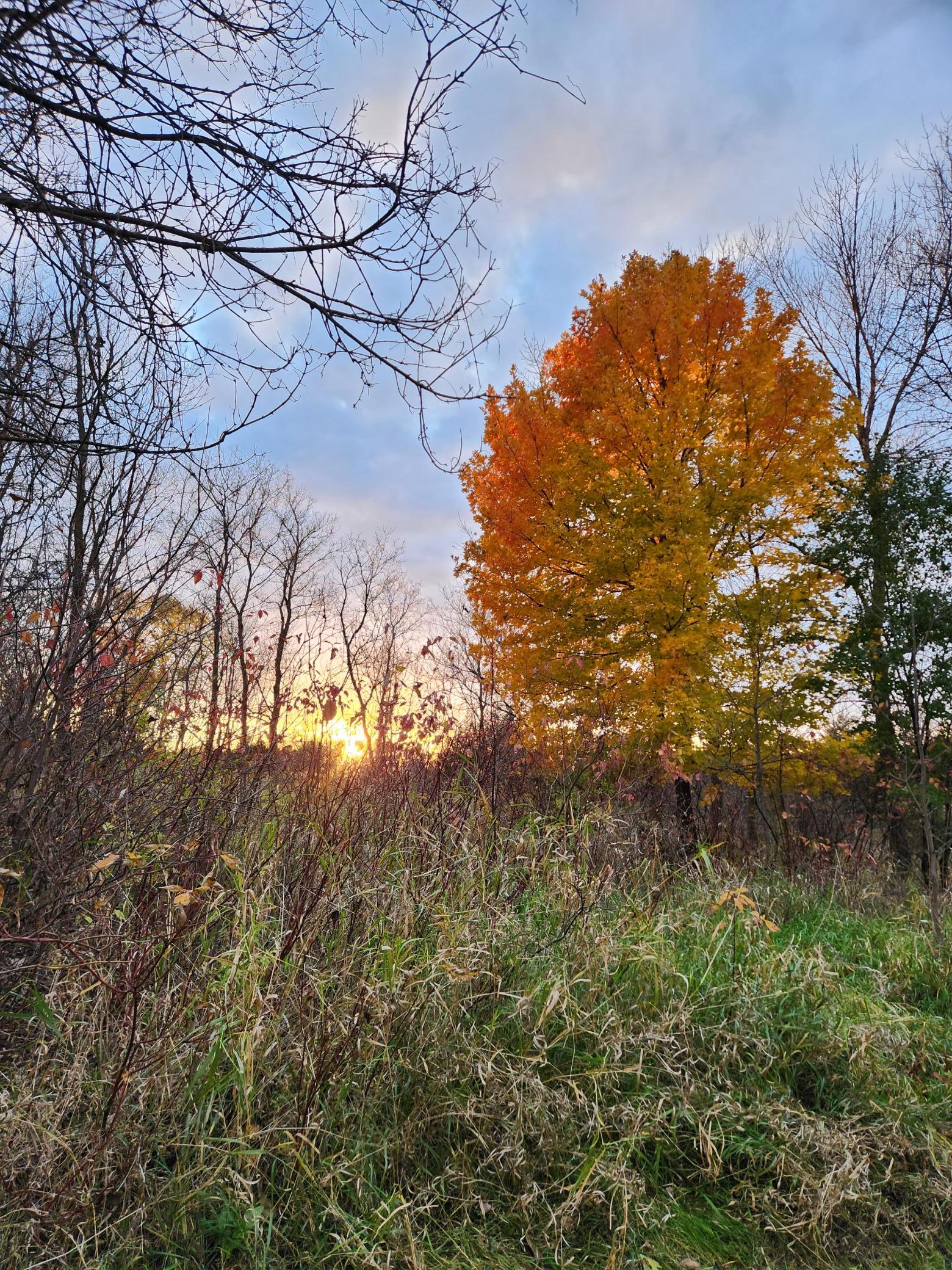 Elm Park Fall Picture