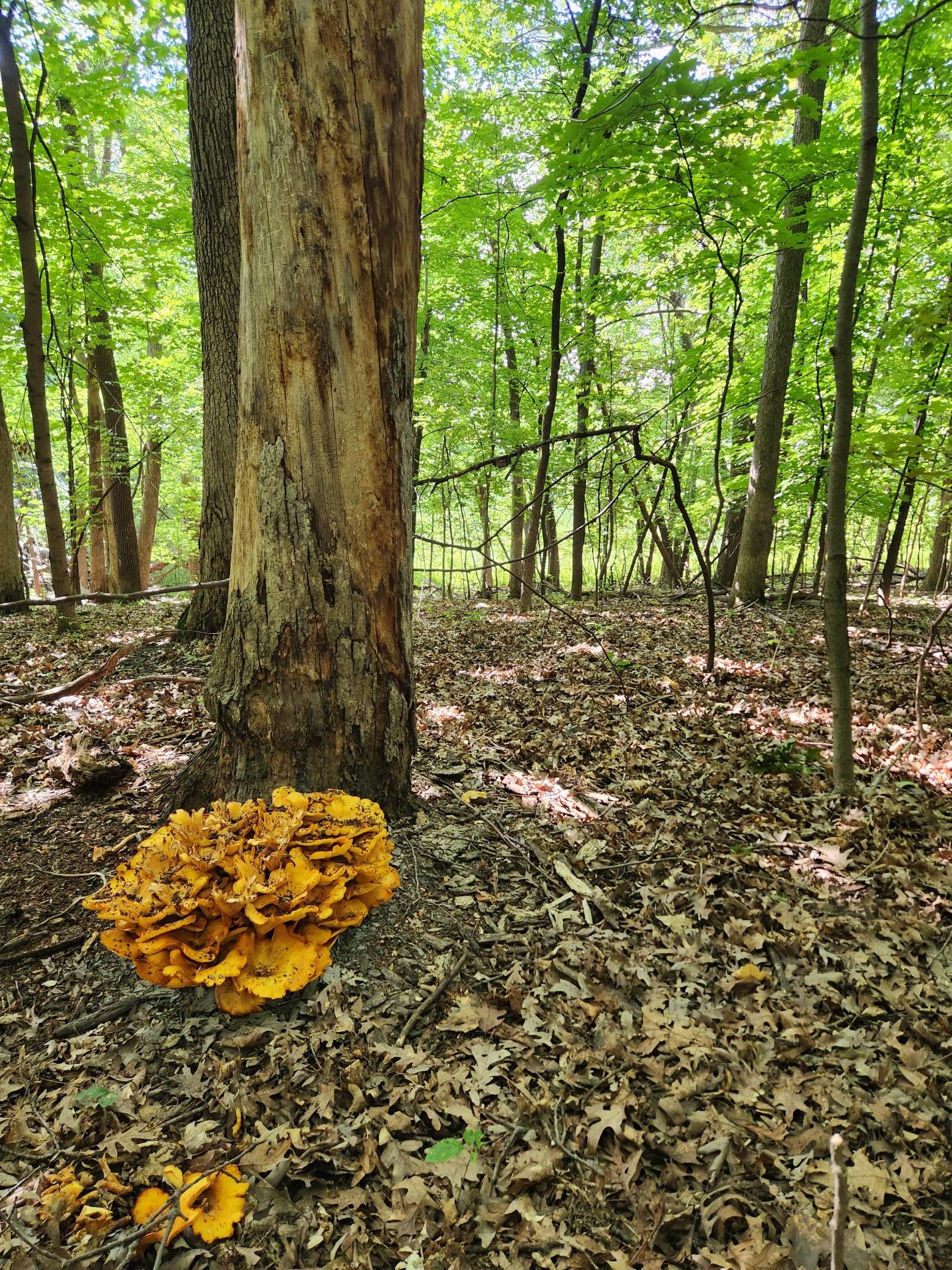 Elm Creek Woods