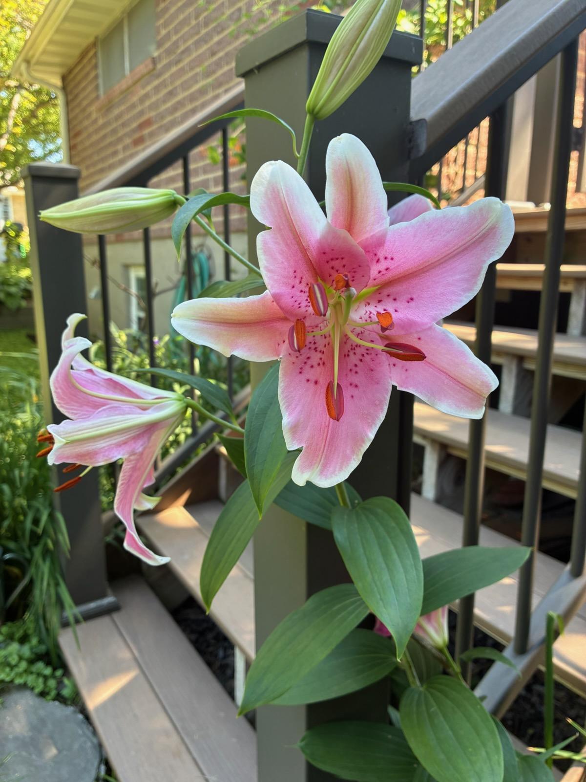 Lily at Deck Stairway