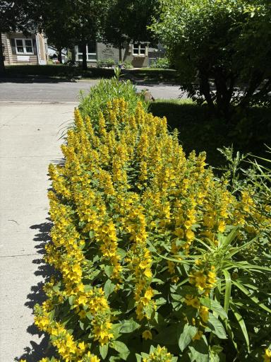 Lemon Drops Bloom in June