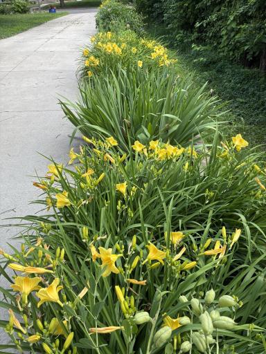 Lillies