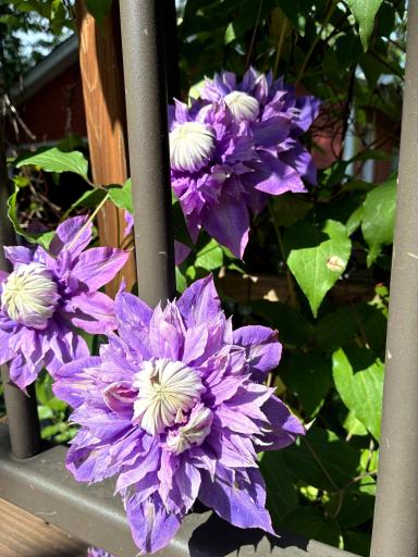 Double Blossom Clematis.jpeg