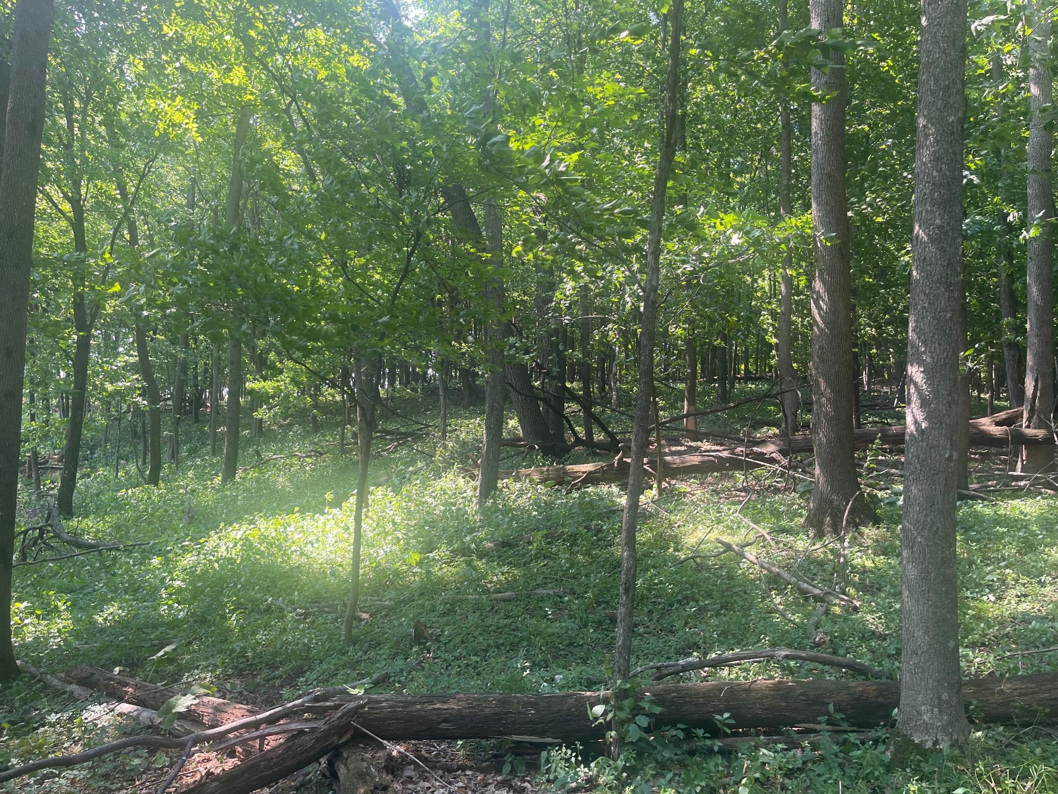 Your heavily wooded parcel!