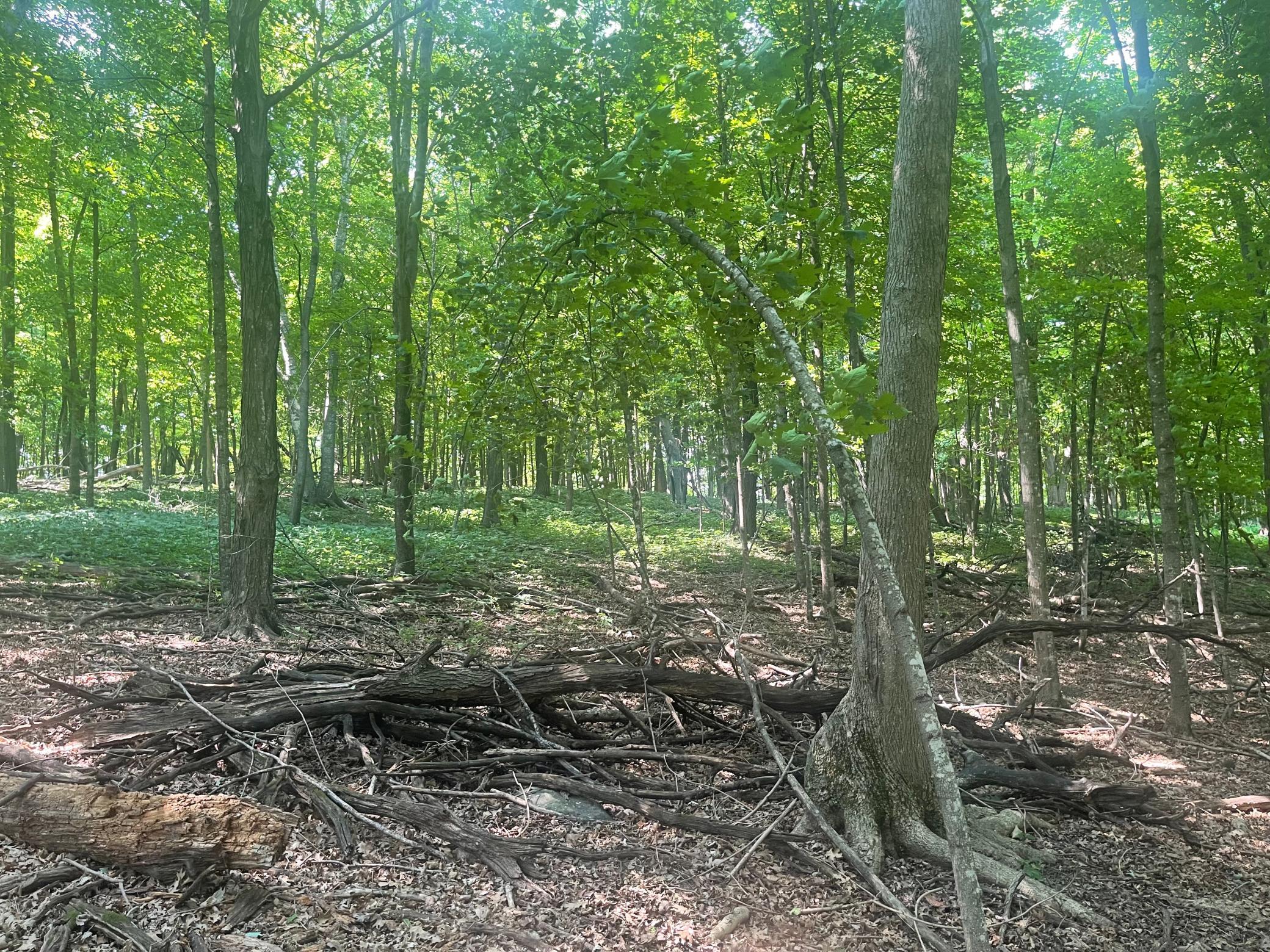 This 8.25 acre parcel is a magnet for wildlife!