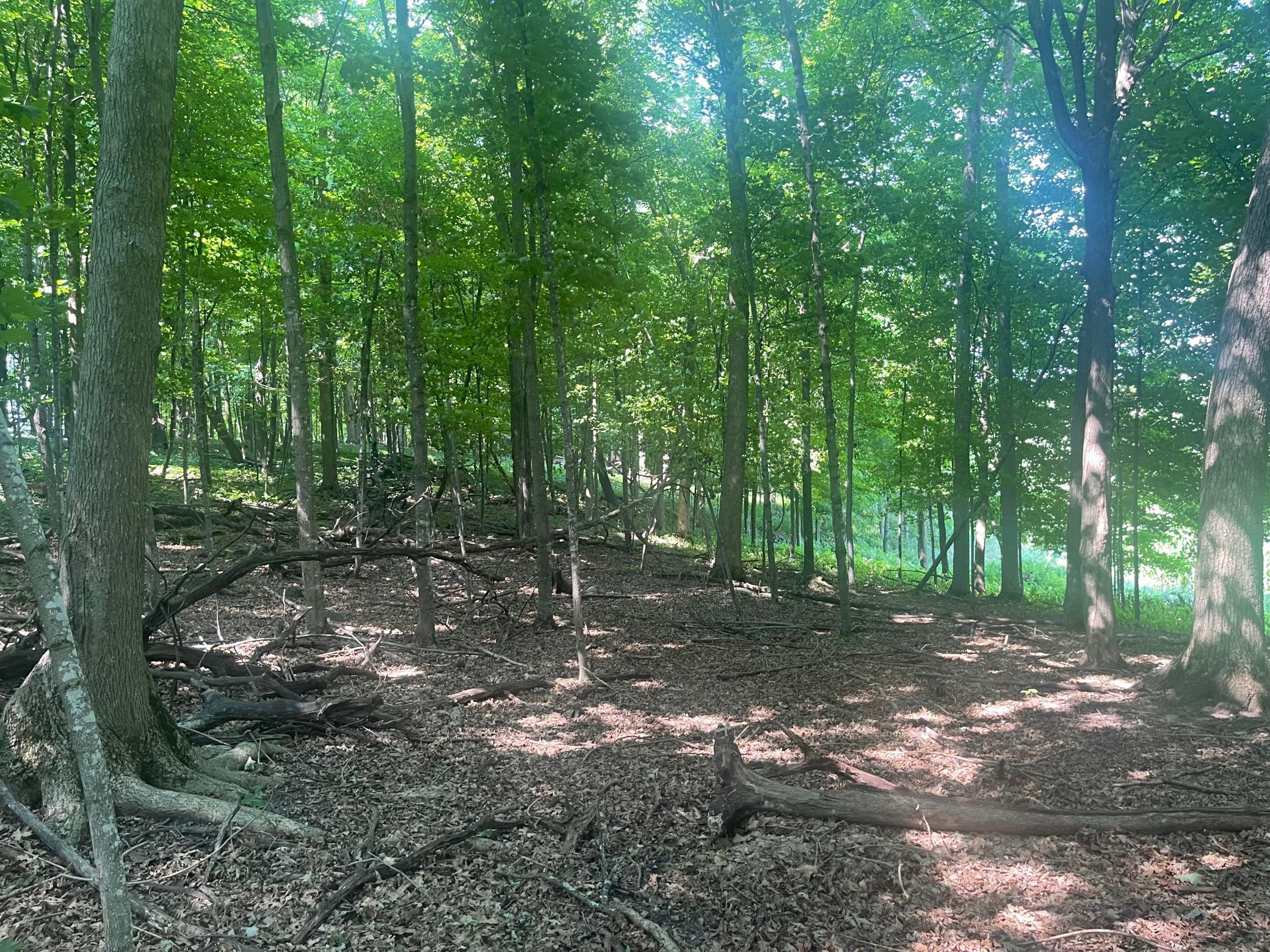 50' elevation change on this property.