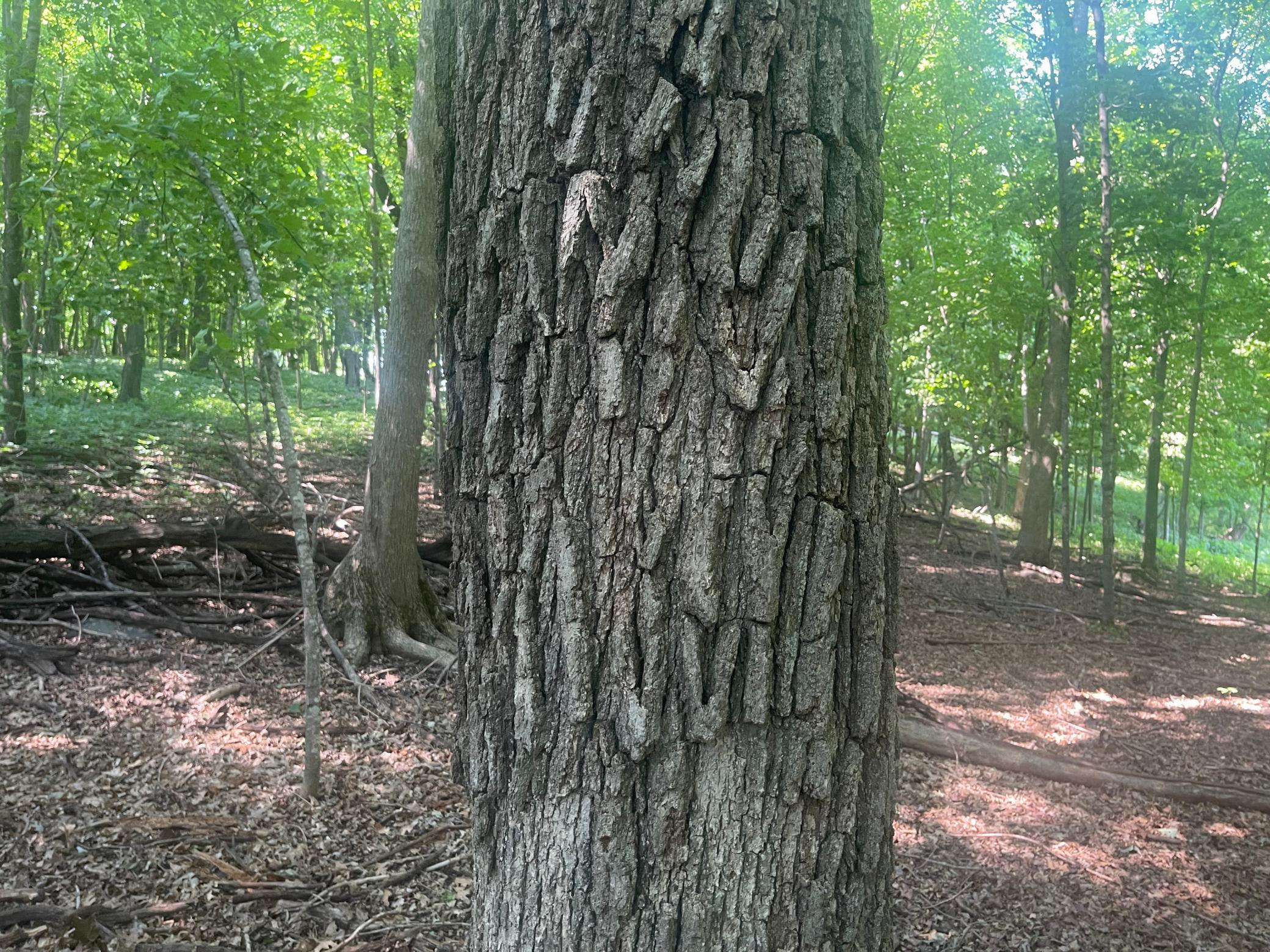 A nice mix of mature hardwoods. red and White Oak, Cherry, Maple and Birch!