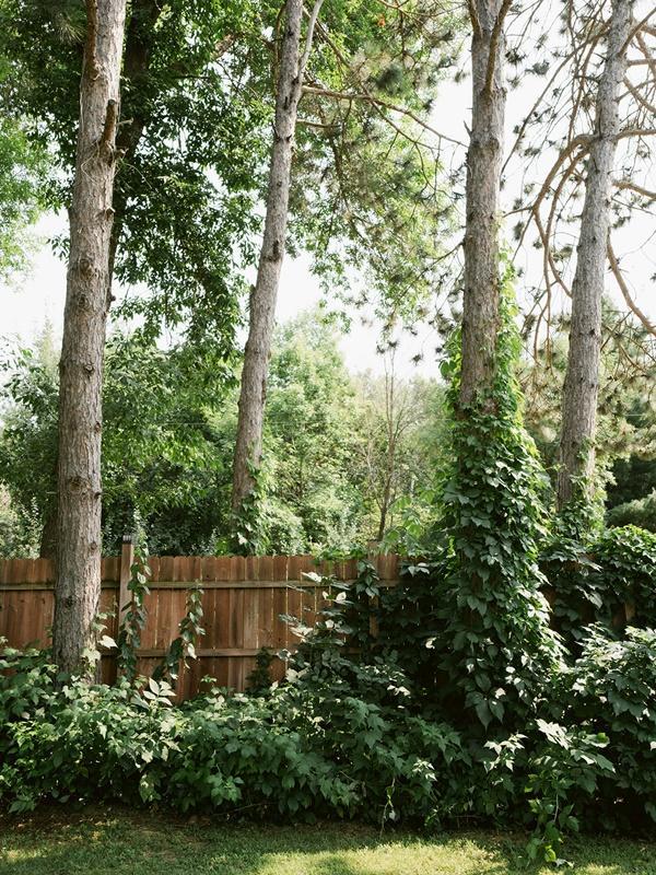 Mature trees