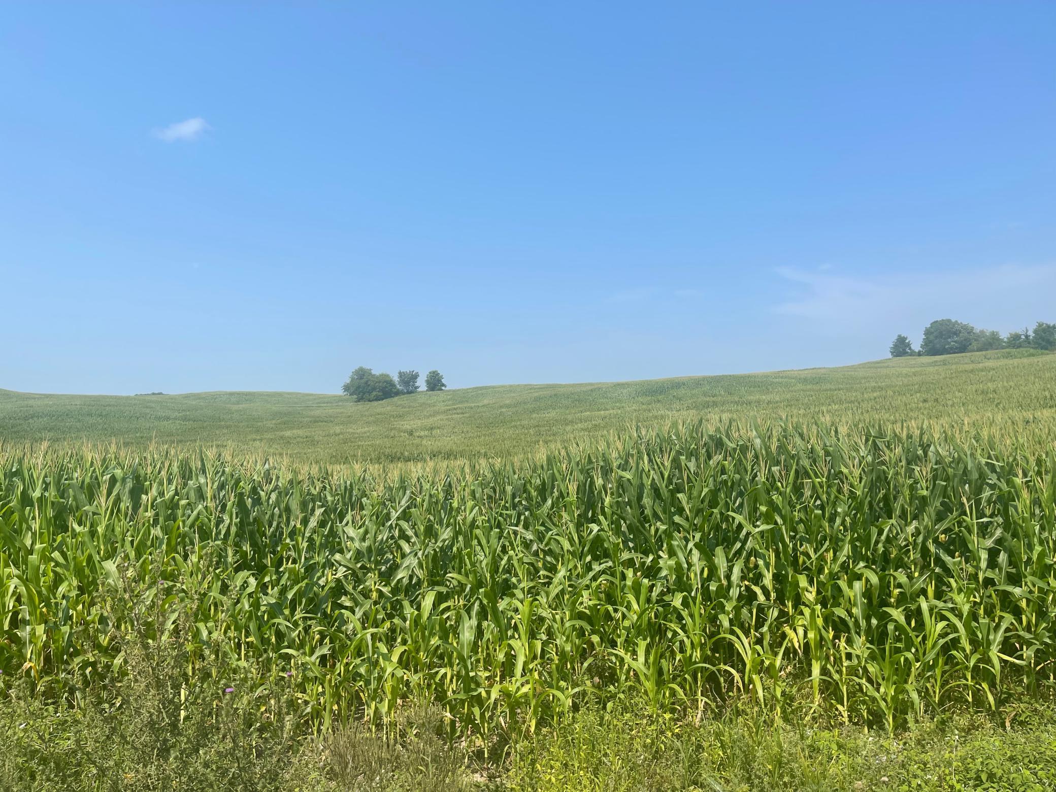 This 16.6 acres is very rolling and mostly tillable