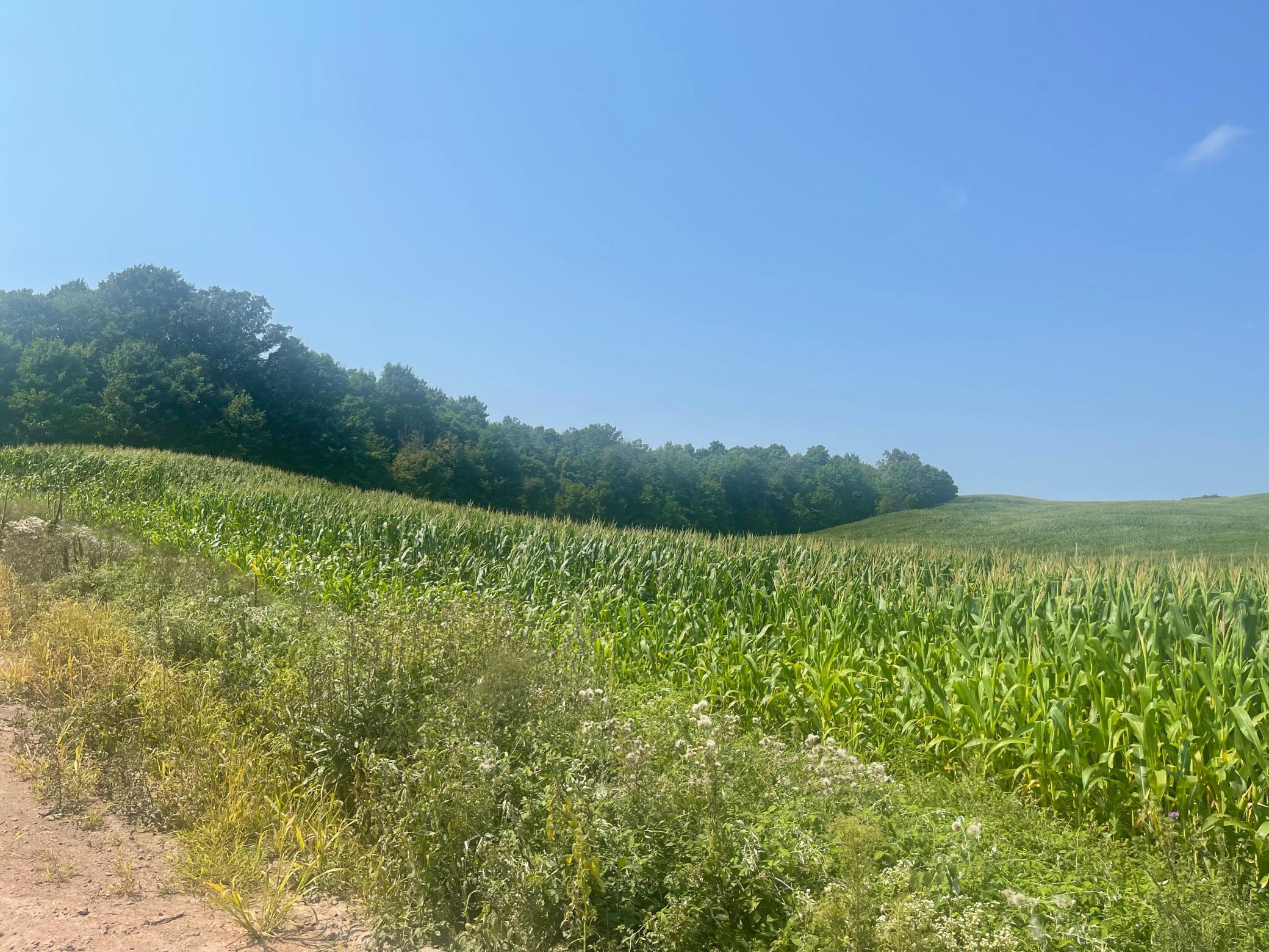 50' elevation change on this property!