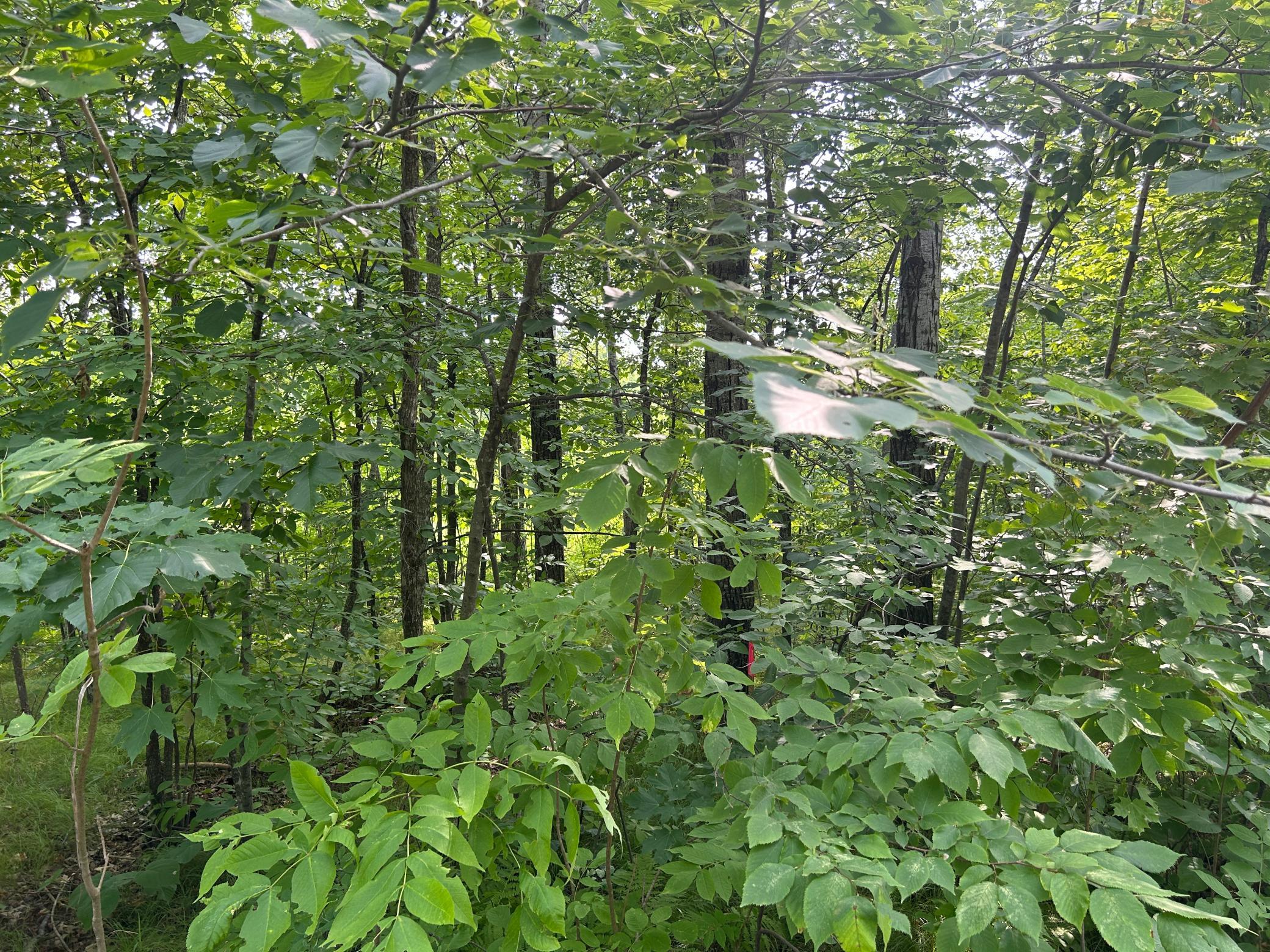 Another shot of the wooded lot.